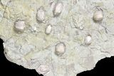 Blastoid, Rugose Coral and Crinoid Fossil Association - Illinois #134329-2